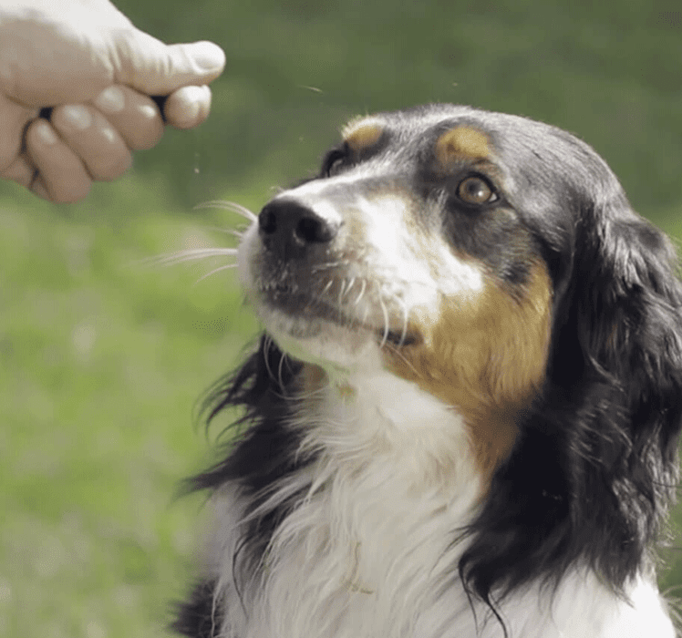 Importance d'adapter le régime à chaque chien